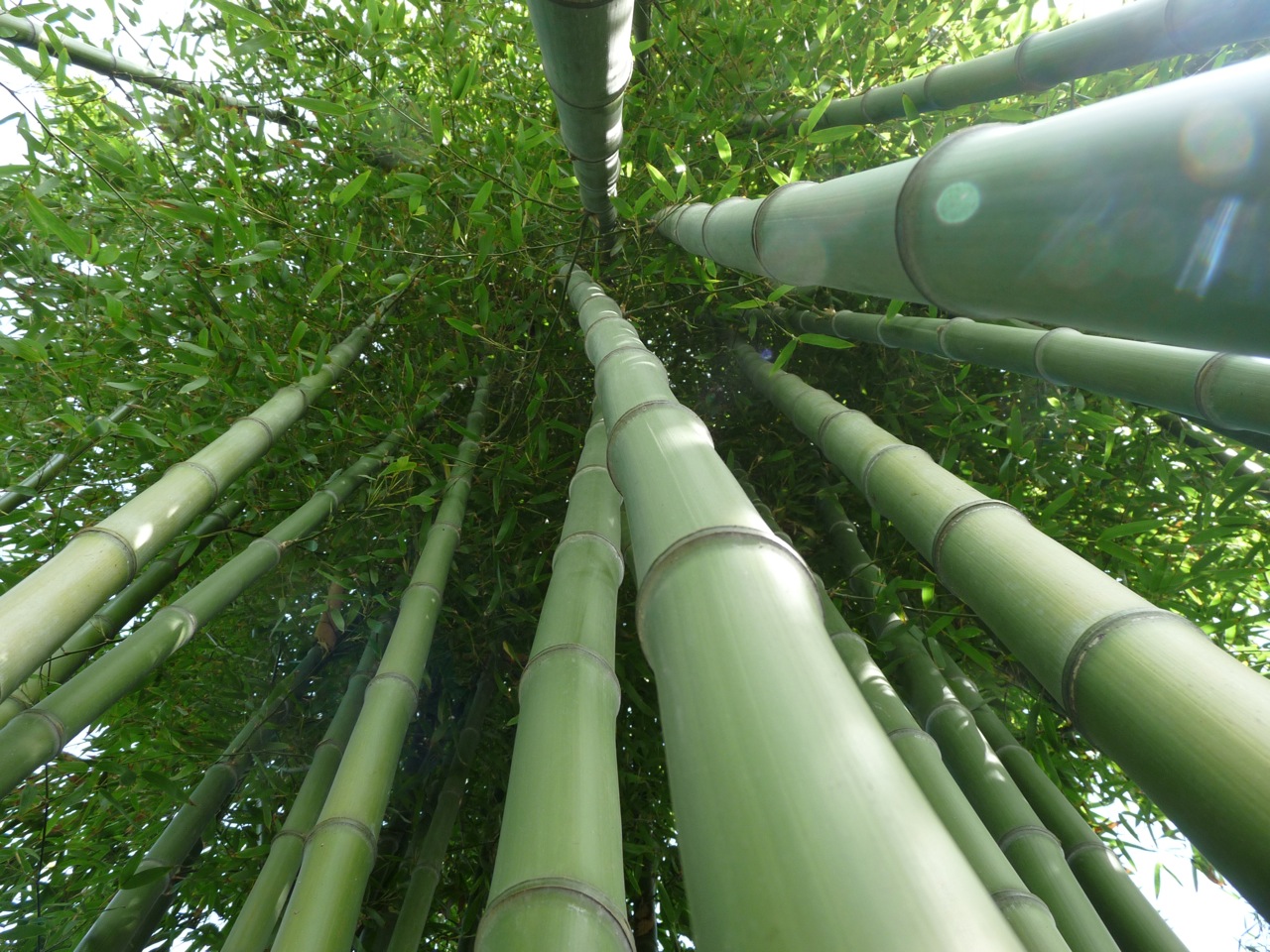 Phyllostachys atrovaginata | bambus-deutschland.de